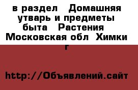  в раздел : Домашняя утварь и предметы быта » Растения . Московская обл.,Химки г.